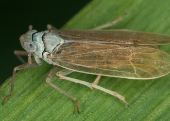 Smaragd-Schilf-Spornzikade (Chloriona smaragdula) - © Gernot Kunz